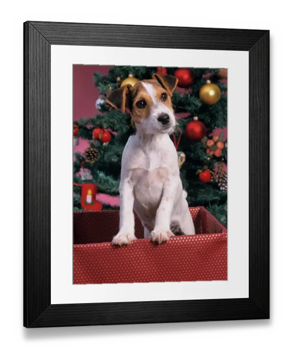 Framed Print : Jack russell terrier in box with Christmas tree Framed Print : Jack russell terrier in box with Christmas tree