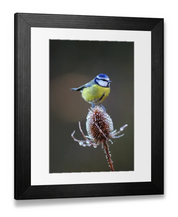 Framed Print : Blue Tit (Parus caeruleus) on frozen Teasel (Dipsacus sp.) seed head. UK, December