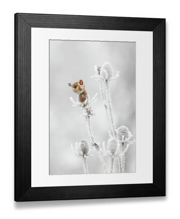 Framed Print : Goldfinch (Carduelis carduelis) feeding on frozen Teasels. Perthshire, Scotland, Dec Framed Print : Goldfinch (Carduelis carduelis) feeding on frozen Teasels. Perthshire, Scotland, Dec