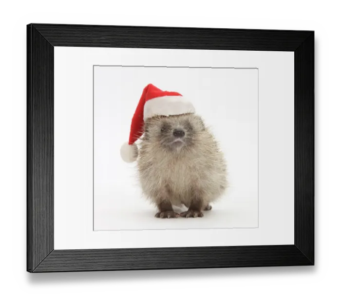 Framed Print : Baby hedgehog (Erinaceus europaeus) wearing a Father Christmas hat Framed Print : Baby hedgehog (Erinaceus europaeus) wearing a Father Christmas hat