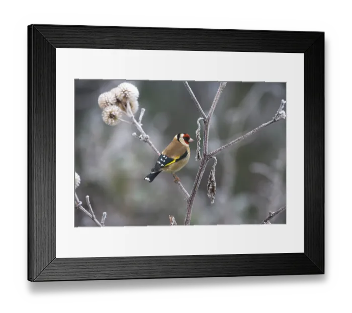 Framed Print : Goldfinch (Carduelis carduelis) perched in winter, UK