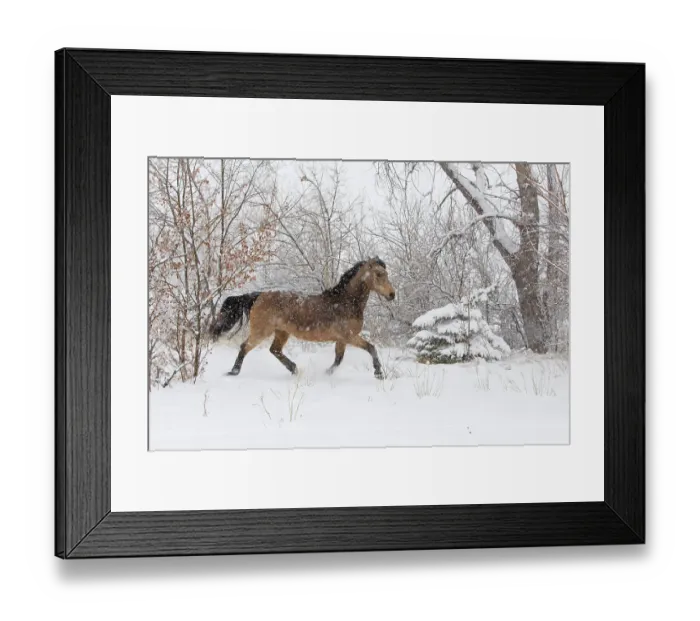 Framed Print : Morgan horse, buckskin mare in snow storm, Colorado, USA, March 2010 Framed Print : Morgan horse, buckskin mare in snow storm, Colorado, USA, March 2010