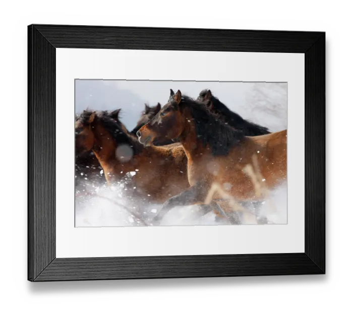 Framed Print : Herd of Carpathian Pony / Hucul (Equus caballus) in snow. Bieszczady National Park, the Carpathians, Poland, March Framed Print : Herd of Carpathian Pony / Hucul (Equus caballus) in snow. Bieszczady National Park, the Carpathians, Poland, March
