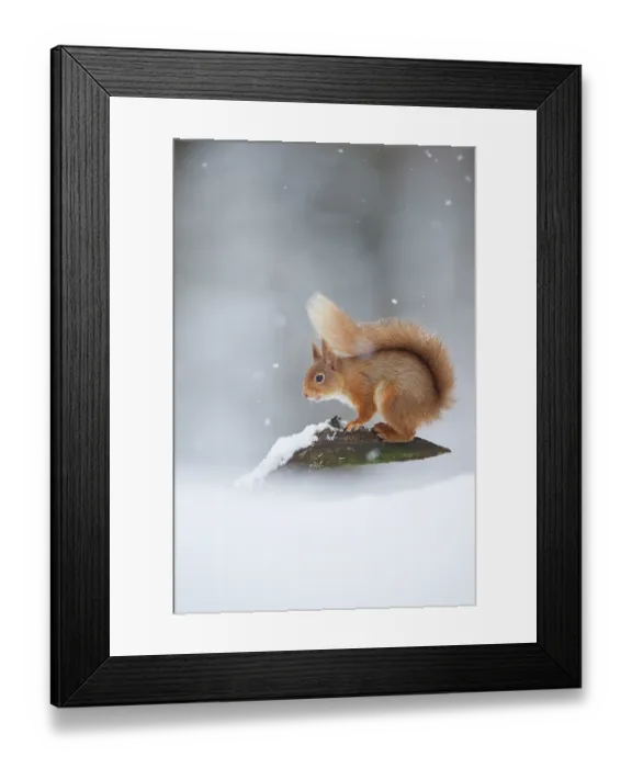 Framed Print : Red squirrel (Sciurus vulgaris) portrait in snow, Cairngorms National Park, Scotland, UK, March. Non-ex Framed Print : Red squirrel (Sciurus vulgaris) portrait in snow, Cairngorms National Park, Scotland, UK, March. Non-ex