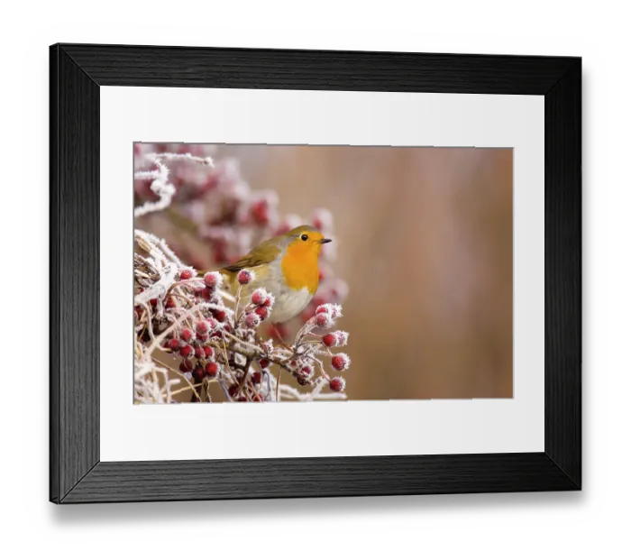 Framed Print : Robin (Erithacus rubecula) perched on frost covered branches, Dumfries and Galloway, Scotland, UK, December. Non-ex Framed Print : Robin (Erithacus rubecula) perched on frost covered branches, Dumfries and Galloway, Scotland, UK, December. Non-ex