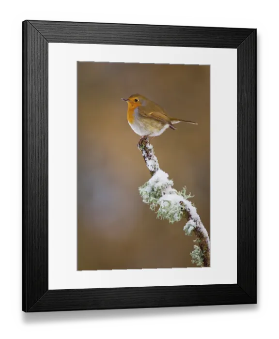 Framed Print : Robin (Erithacus rubecula) perched on a snow covered branch, Mid Wales, UK, February. Non-ex Framed Print : Robin (Erithacus rubecula) perched on a snow covered branch, Mid Wales, UK, February. Non-ex