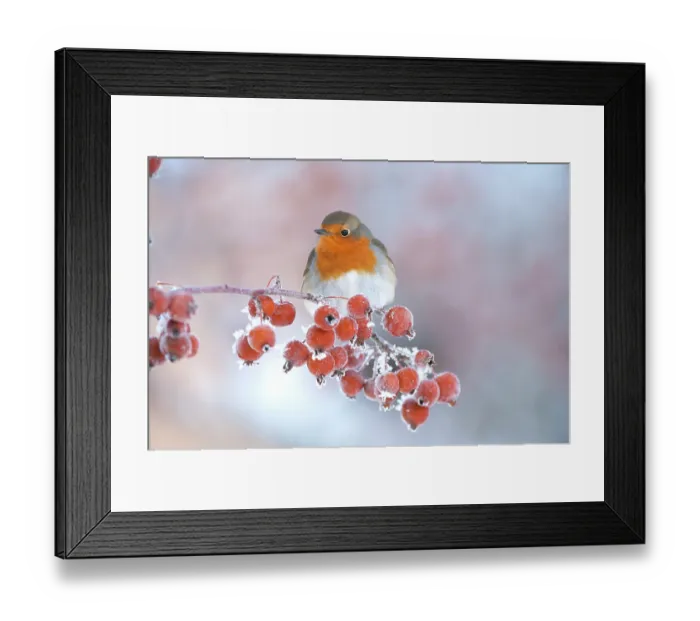 Framed Print : Adult Robin (Erithacus rubecula) in winter, perched on twig with frozen crab apples, Scotland, UK, December 2010