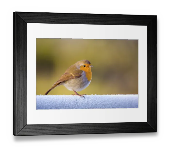 Framed Print : Robin (Erithacus rubecula) perched on a frost covered gate, Dumfries and Galloway, Scotland, UK, December. Non-ex Framed Print : Robin (Erithacus rubecula) perched on a frost covered gate, Dumfries and Galloway, Scotland, UK, December. Non-ex