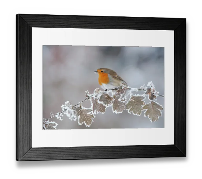 Framed Print : Robin (Erithacus rubecula) adult perched in winter, Scotland, UK, December Framed Print : Robin (Erithacus rubecula) adult perched in winter, Scotland, UK, December