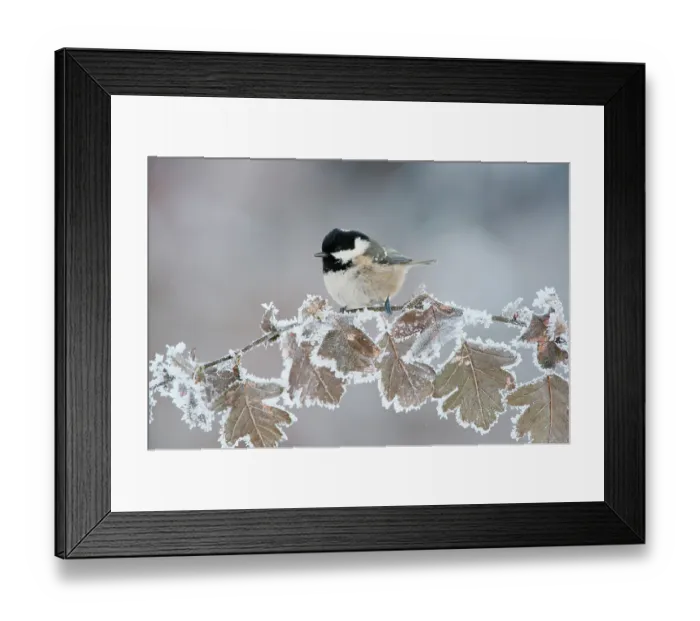 Framed Print : Coal tit (Periparus ater) adult perched in winter, Scotland, UK, December Framed Print : Coal tit (Periparus ater) adult perched in winter, Scotland, UK, December