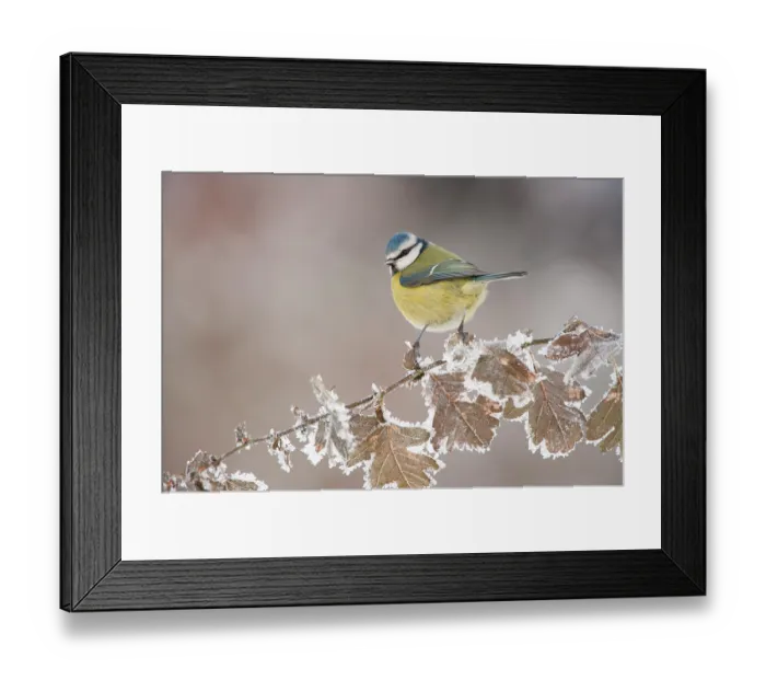 Framed Print : Blue tit (Parus caeruleus) perched in winter, Scotland, UK, December Framed Print : Blue tit (Parus caeruleus) perched in winter, Scotland, UK, December
