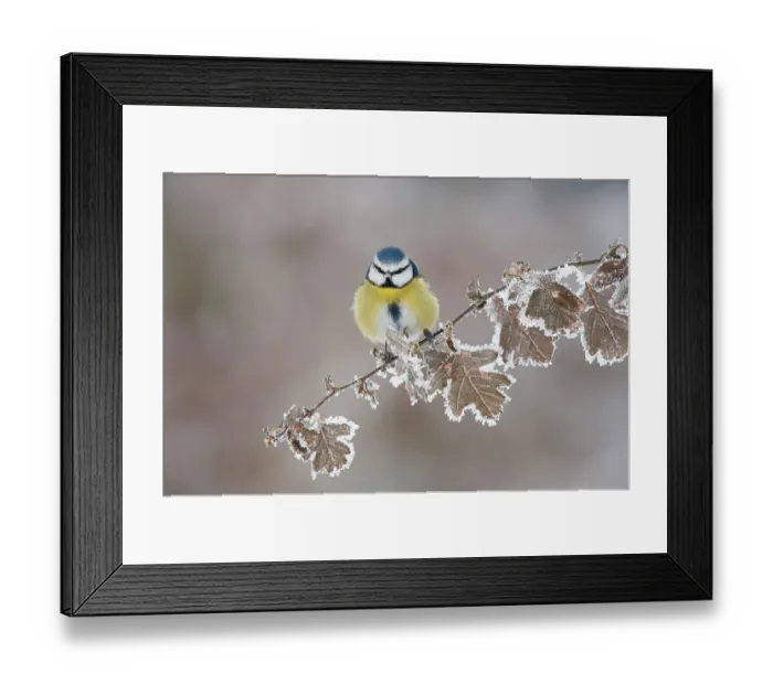 Framed Print : Blue tit (Parus caeruleus) perched in winter, Scotland, UK, December
