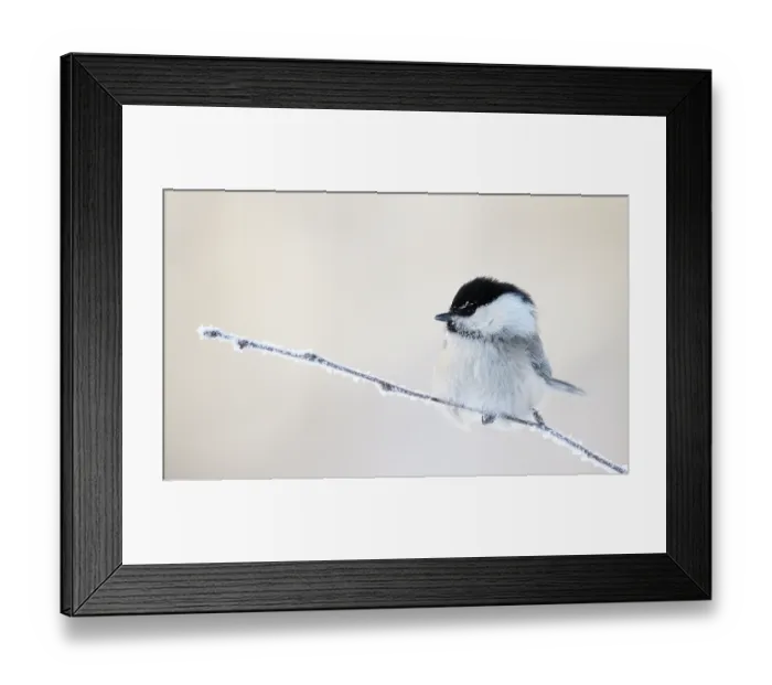 Framed Print : Willow tit (Poecile montanus) perched on frost covered twig, Kuusamo, Finland, February Framed Print : Willow tit (Poecile montanus) perched on frost covered twig, Kuusamo, Finland, February