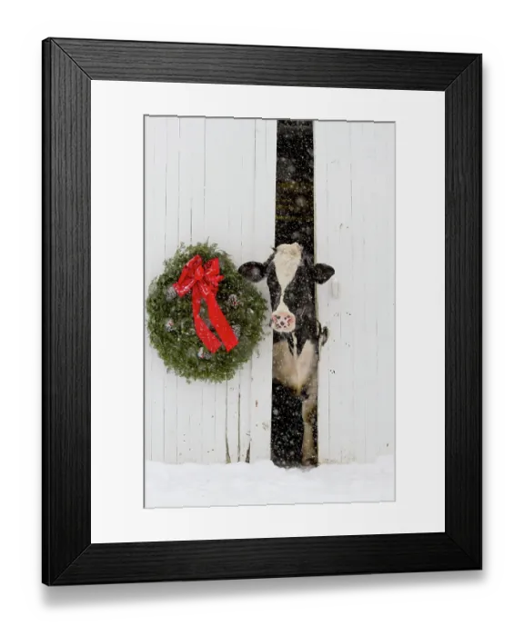 Framed Print : Holstein cow looking out from barn door in snowstorm. Green wreath and red ribbon. St. Charles, Illinois, USA Framed Print : Holstein cow looking out from barn door in snowstorm. Green wreath and red ribbon. St. Charles, Illinois, USA