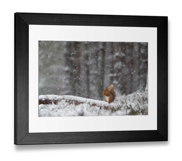 Framed Print : Red Squirrel (Sciurus vulgaris) feeding in heavy snowfall. Glenfeshie, Scotland, January Framed Print : Red Squirrel (Sciurus vulgaris) feeding in heavy snowfall. Glenfeshie, Scotland, January