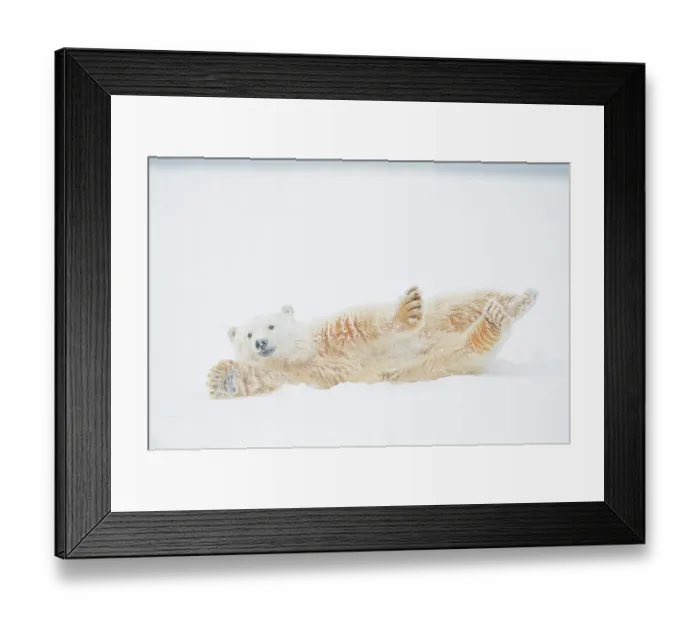 Framed Print : Polar bear (Ursus maritimus) yearling rolling around on newly formed pack ice, Beaufort Sea, off the 1002 area of the Arctic National Wildlife Refuge, North Slope, Alaska Framed Print : Polar bear (Ursus maritimus) yearling rolling around on newly formed pack ice, Beaufort Sea, off the 1002 area of the Arctic National Wildlife Refuge, North Slope, Alaska