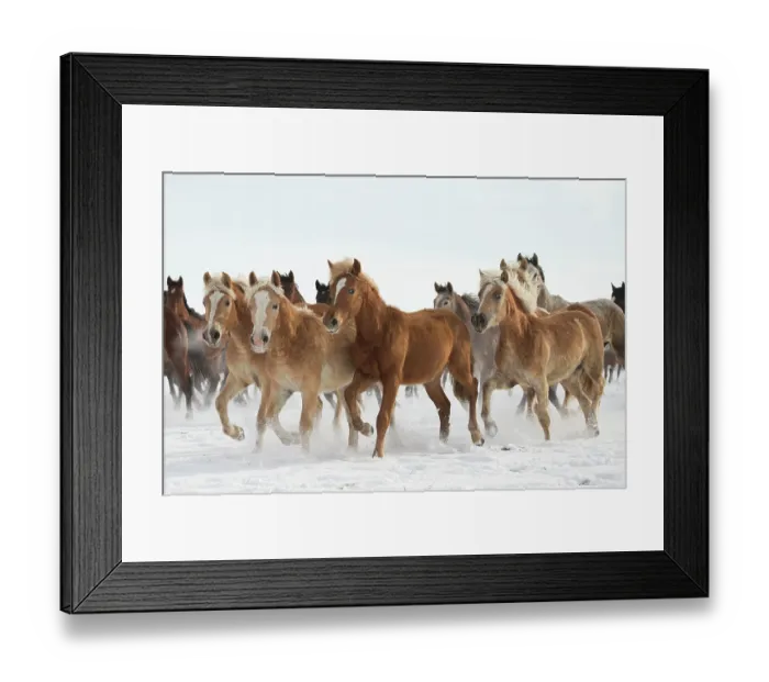 Framed Print : A group of Haflinger, Pure Arab, Shagya Arab and East Bulgarian fillies and mares running in snow, Kabiuk National Stud, Shumen, Bulgaria Framed Print : A group of Haflinger, Pure Arab, Shagya Arab and East Bulgarian fillies and mares running in snow, Kabiuk National Stud, Shumen, Bulgaria