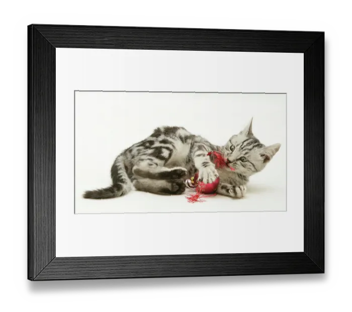 Framed Print : Silver tabby kitten playing with Christmas decorations, against white background Framed Print : Silver tabby kitten playing with Christmas decorations, against white background