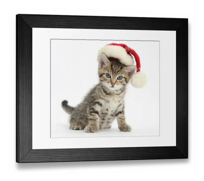 Framed Print : Cute tabby kitten, Fosset, 7 weeks, wearing a Father Christmas hat, against white background Framed Print : Cute tabby kitten, Fosset, 7 weeks, wearing a Father Christmas hat, against white background