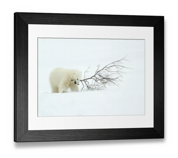 Framed Print : Polar bear (Ursus maritimus) cub playing with branch, Churchill, Canada, November Framed Print : Polar bear (Ursus maritimus) cub playing with branch, Churchill, Canada, November
