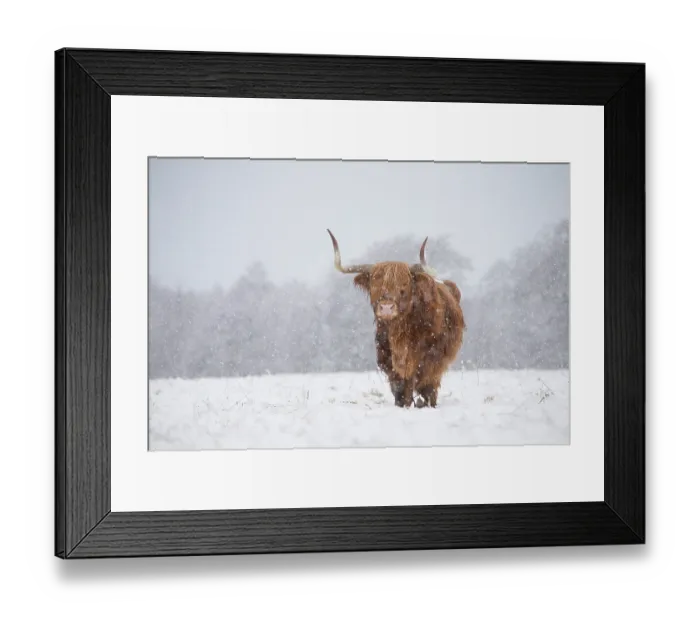 Framed Print : Highland cow in snow, Glenfeshie, Cairngorms National Park, Scotland, UK, February Framed Print : Highland cow in snow, Glenfeshie, Cairngorms National Park, Scotland, UK, February