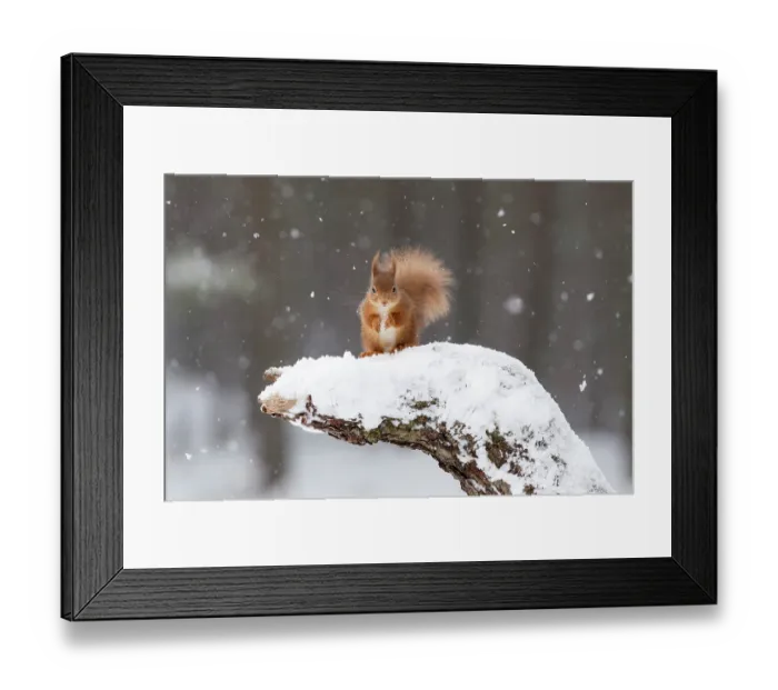 Framed Print : RF - Red Squirrel (Sciurus vulgaris) on snow-covered stump. Scotland, UK, February Framed Print : RF - Red Squirrel (Sciurus vulgaris) on snow-covered stump. Scotland, UK, February