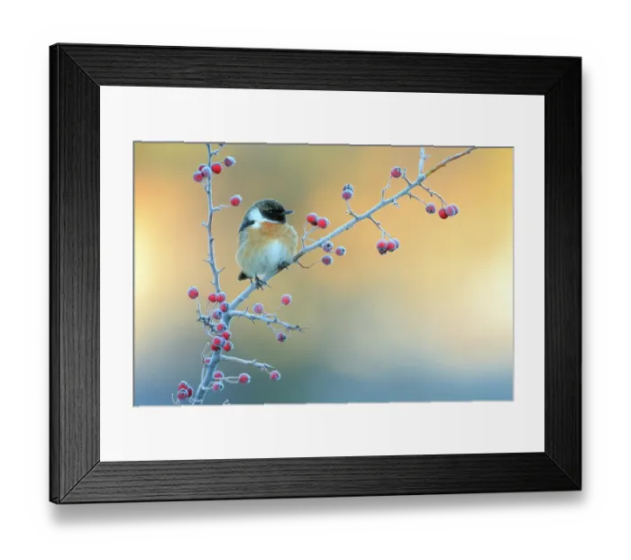 Framed Print : Common stonechat (Saxicola torquatus) on frost covered Common hawthorn (Crategus monogyna) berries, Sierra de Grazalema Natural Park, southern Spain, December Framed Print : Common stonechat (Saxicola torquatus) on frost covered Common hawthorn (Crategus monogyna) berries, Sierra de Grazalema Natural Park, southern Spain, December