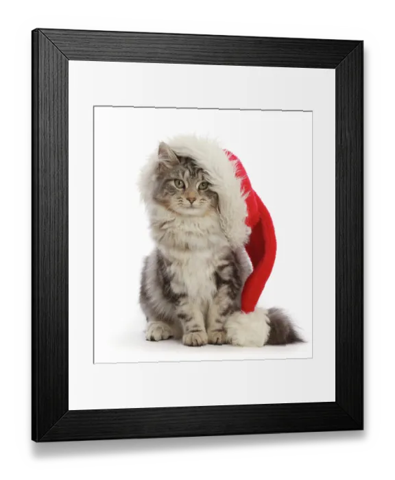 Framed Print : RF - Silver tabby cat, Freya, age 5 months, wearing a Father Christmas hat Framed Print : RF - Silver tabby cat, Freya, age 5 months, wearing a Father Christmas hat
