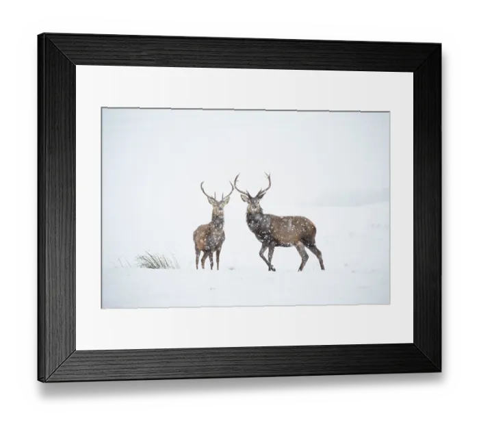Framed Print : Red deer, (Cervus elaphus), two stags in falling snow on moorland, Scotland, UK.February Framed Print : Red deer, (Cervus elaphus), two stags in falling snow on moorland, Scotland, UK.February