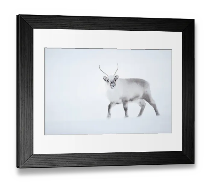 Framed Print : Reindeer (Rangifer tarandus) walking in snow. Svalbard, Norway, April Framed Print : Reindeer (Rangifer tarandus) walking in snow. Svalbard, Norway, April