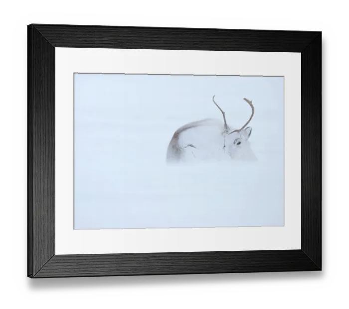 Framed Print : Reindeer (Rangifer tarandus) hunkering down in snow during blizzard. Svalbard, Norway, April Framed Print : Reindeer (Rangifer tarandus) hunkering down in snow during blizzard. Svalbard, Norway, April