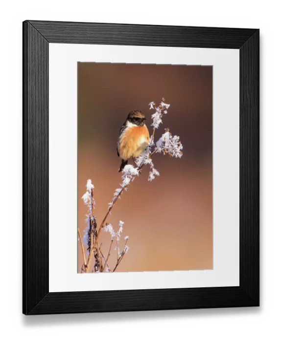 Framed Print : European stonechat (Saxicola rubicola) perched on frost-covered branch. London, England, UK. December Framed Print : European stonechat (Saxicola rubicola) perched on frost-covered branch. London, England, UK. December