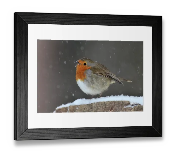 Framed Print : Robin (Erithacus rubecula) in winter. Dorset, UK February Framed Print : Robin (Erithacus rubecula) in winter. Dorset, UK February