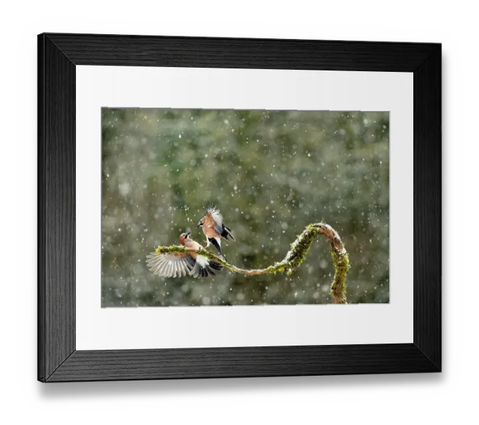 Framed Print : Jays (Garrullus glandarius) fighting for food in winter in snow, Lorraine, France, February Framed Print : Jays (Garrullus glandarius) fighting for food in winter in snow, Lorraine, France, February