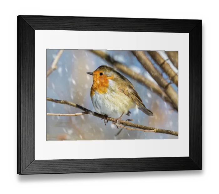 Framed Print : European robin (Erithacus rubecula) with fluffed up feathers perched in tree in falling snow, Belgium. February