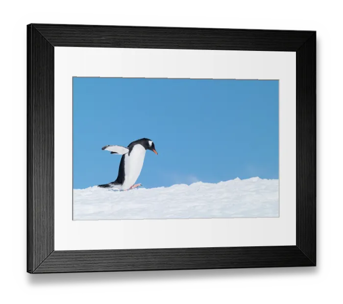 Framed Print : Gentoo penguin (Pygoscelis papua) walking across snow against a bright blue sky, Neko Harbour, Antarctica Framed Print : Gentoo penguin (Pygoscelis papua) walking across snow against a bright blue sky, Neko Harbour, Antarctica