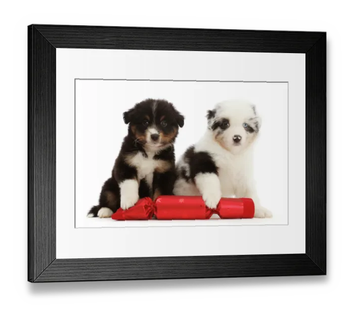 Framed Print : Two Miniature American shepherd puppies, aged 7 weeks, with paws on a Christmas cracker, portrait Framed Print : Two Miniature American shepherd puppies, aged 7 weeks, with paws on a Christmas cracker, portrait