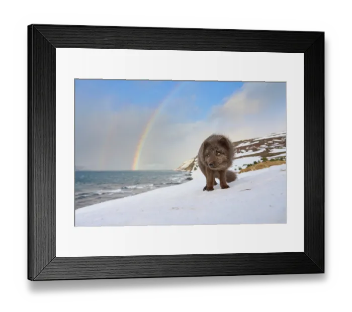 Framed Print : Arctic fox (Vulpes lagopus) blue colour morph in winter coat, standing on snow along the coast with rainbow in background, Hornstrandir, Iceland. February