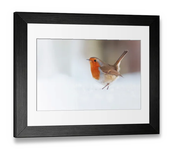 Framed Print : Robin (Erithacus rubecula) standing in snow, Bradworthy, Devon, UK, December Framed Print : Robin (Erithacus rubecula) standing in snow, Bradworthy, Devon, UK, December