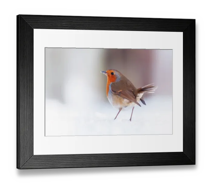 Framed Print : Robin (Erithacus rubecula) standing in snow, Bradworthy, Devon, UK, December Framed Print : Robin (Erithacus rubecula) standing in snow, Bradworthy, Devon, UK, December
