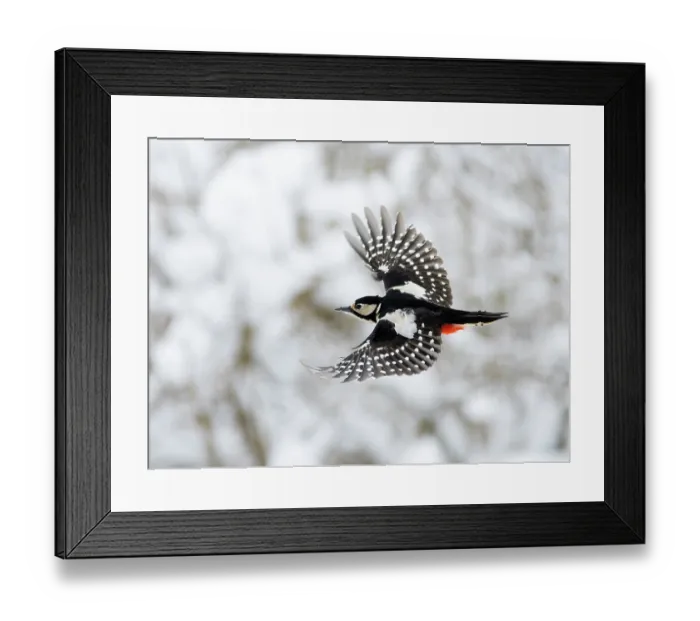 Framed Print : Great spotted woodpecker (Picoides major) female, in flight in winter, Bavaria, Germany. February Framed Print : Great spotted woodpecker (Picoides major) female, in flight in winter, Bavaria, Germany. February