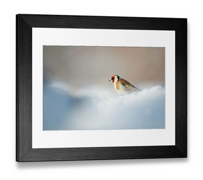 Framed Print : European goldfinch (Carduelis carduelis) standing in snow, Lower Silesia, Poland. February Framed Print : European goldfinch (Carduelis carduelis) standing in snow, Lower Silesia, Poland. February
