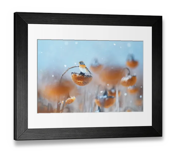 Framed Print : Brambling (Fringilla montifringilla) perched on Sunflower (Helianthus annuus) seedhead in falling snow, Lower Silesia, Poland. February