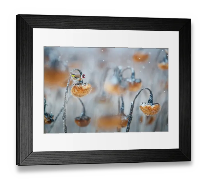 Framed Print : European goldfinch (Carduelis carduelis), Lower Silesia, Poland. Winner of Fritz Poelking Youth Prize in GDT European Photographer of the Year 2023 competition Framed Print : European goldfinch (Carduelis carduelis), Lower Silesia, Poland. Winner of Fritz Poelking Youth Prize in GDT European Photographer of the Year 2023 competition