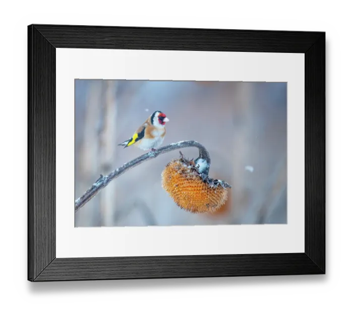 Framed Print : European goldfinch (Carduelis carduelis) perched on Sunflower (Helianthus annuus) seedhead in snow, Lower Silesia, Poland. February Framed Print : European goldfinch (Carduelis carduelis) perched on Sunflower (Helianthus annuus) seedhead in snow, Lower Silesia, Poland. February