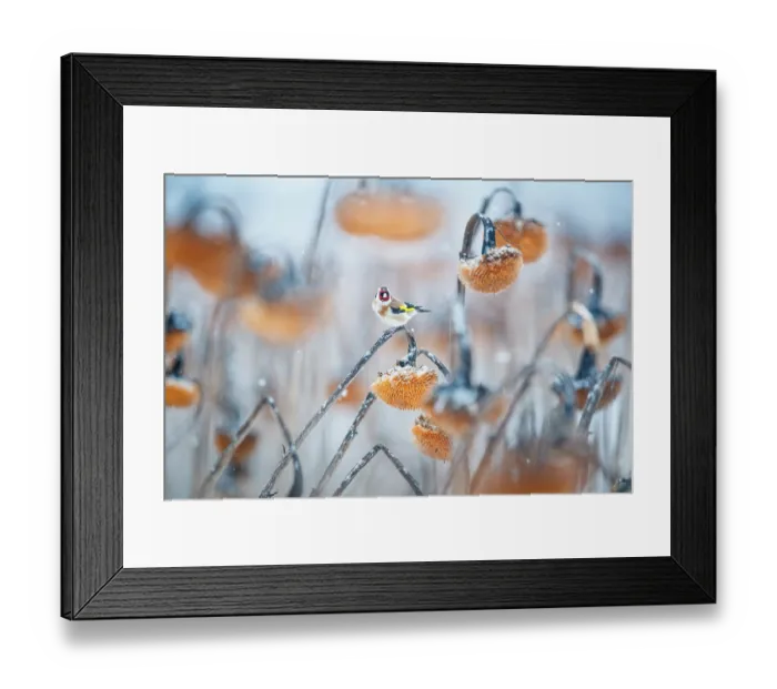 Framed Print : European goldfinch (Carduelis carduelis) perched on Sunflower (Helianthus annuus) seedhead in snow, Lower Silesia, Poland. February Framed Print : European goldfinch (Carduelis carduelis) perched on Sunflower (Helianthus annuus) seedhead in snow, Lower Silesia, Poland. February