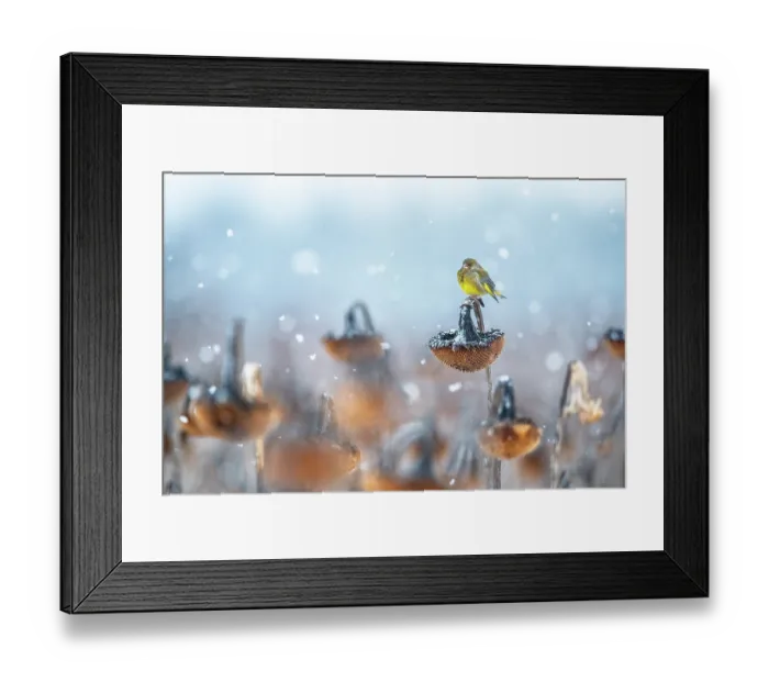 Framed Print : Greenfinch (Chloris chloris) perched on Sunflower (Helianthus annuus) seedhead in snow, Lower Silesia, Poland. February Framed Print : Greenfinch (Chloris chloris) perched on Sunflower (Helianthus annuus) seedhead in snow, Lower Silesia, Poland. February