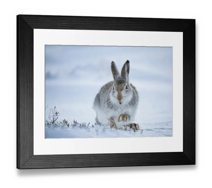 Framed Print : Mountain hare (Lepus timidus) digging in snow to find food, Cairngorms National Park, Scotland, UK. February Framed Print : Mountain hare (Lepus timidus) digging in snow to find food, Cairngorms National Park, Scotland, UK. February