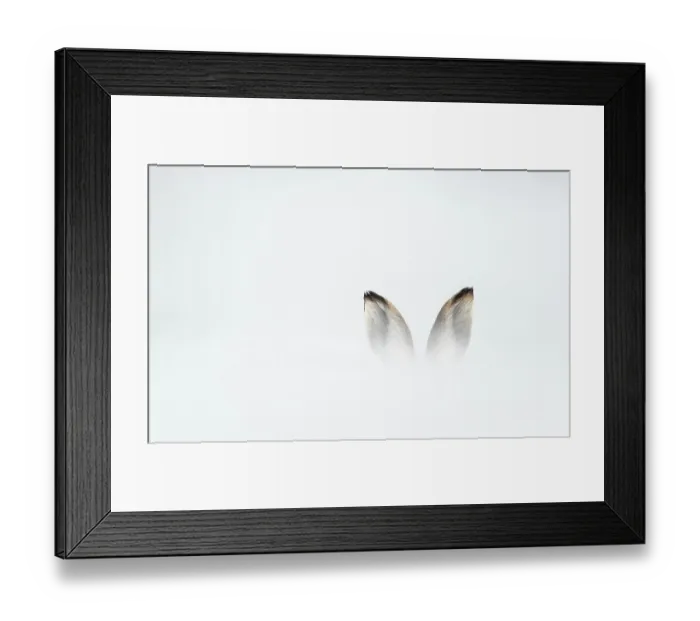 Framed Print : Mountain hare (Lepus timidus) in winter coat, with ears just visible behind a bank of snow, Cairngorms National Park, Scotland, UK. February Framed Print : Mountain hare (Lepus timidus) in winter coat, with ears just visible behind a bank of snow, Cairngorms National Park, Scotland, UK. February