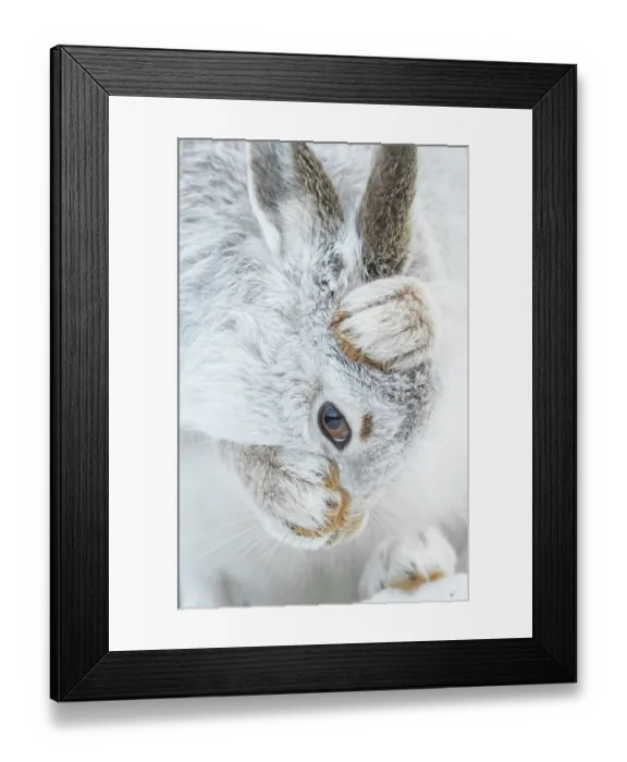 Framed Print : Mountain hare (Lepus timidus) in winter coat, grooming, Cairngorms National Park, Scotland, UK. February